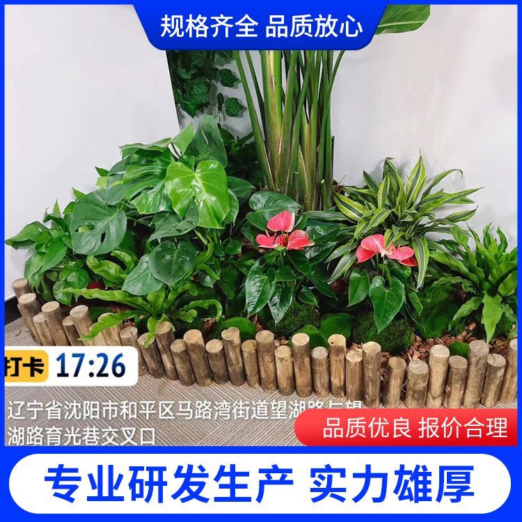 綠植綠化養(yǎng)護(hù)廠家批發(fā) 植物功能凈化空氣， 批發(fā)零售 一站式服務(wù)約12.00元